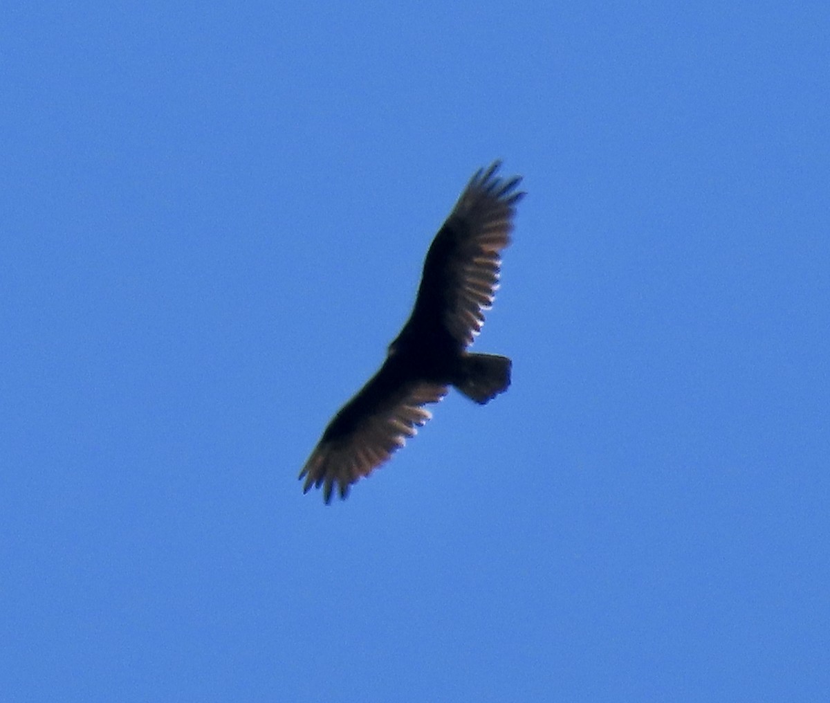 Turkey Vulture - ML639233582