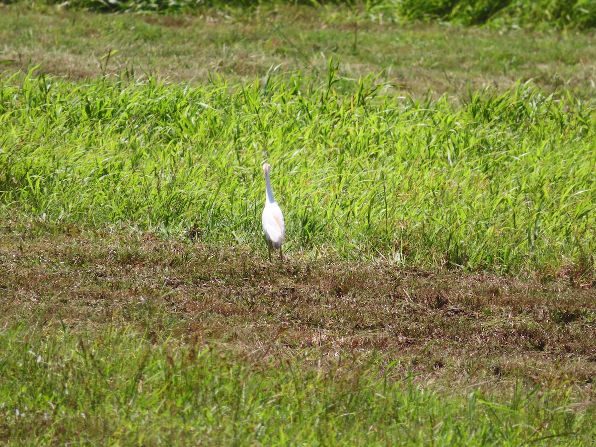 Western Cattle-Egret - ML639233614
