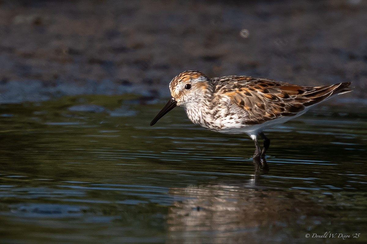 Western Sandpiper - ML639233636