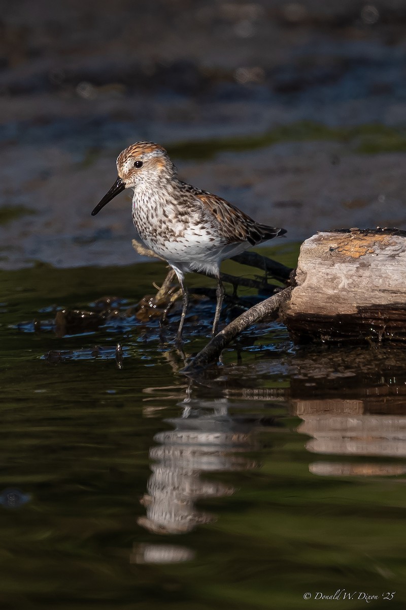 Western Sandpiper - ML639233655