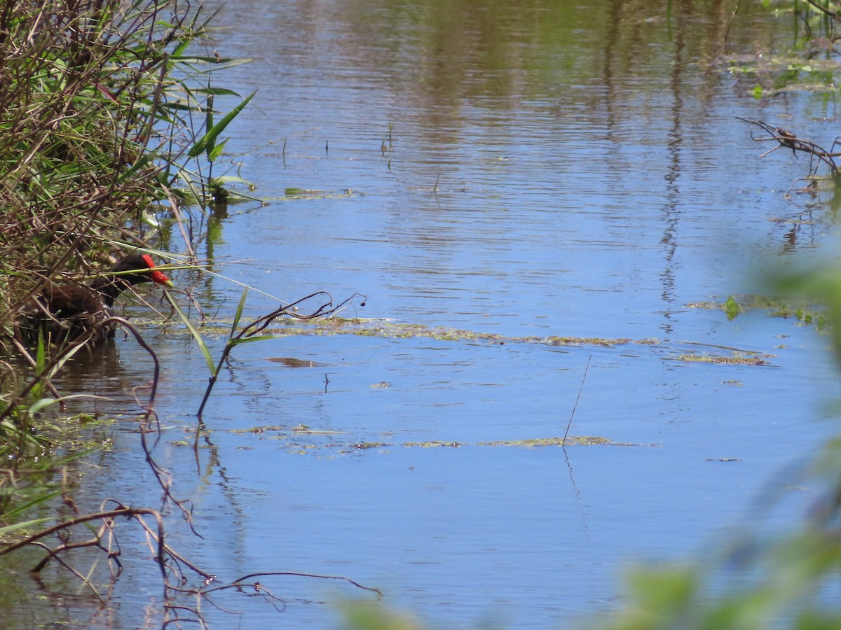 Common Gallinule - ML639233668