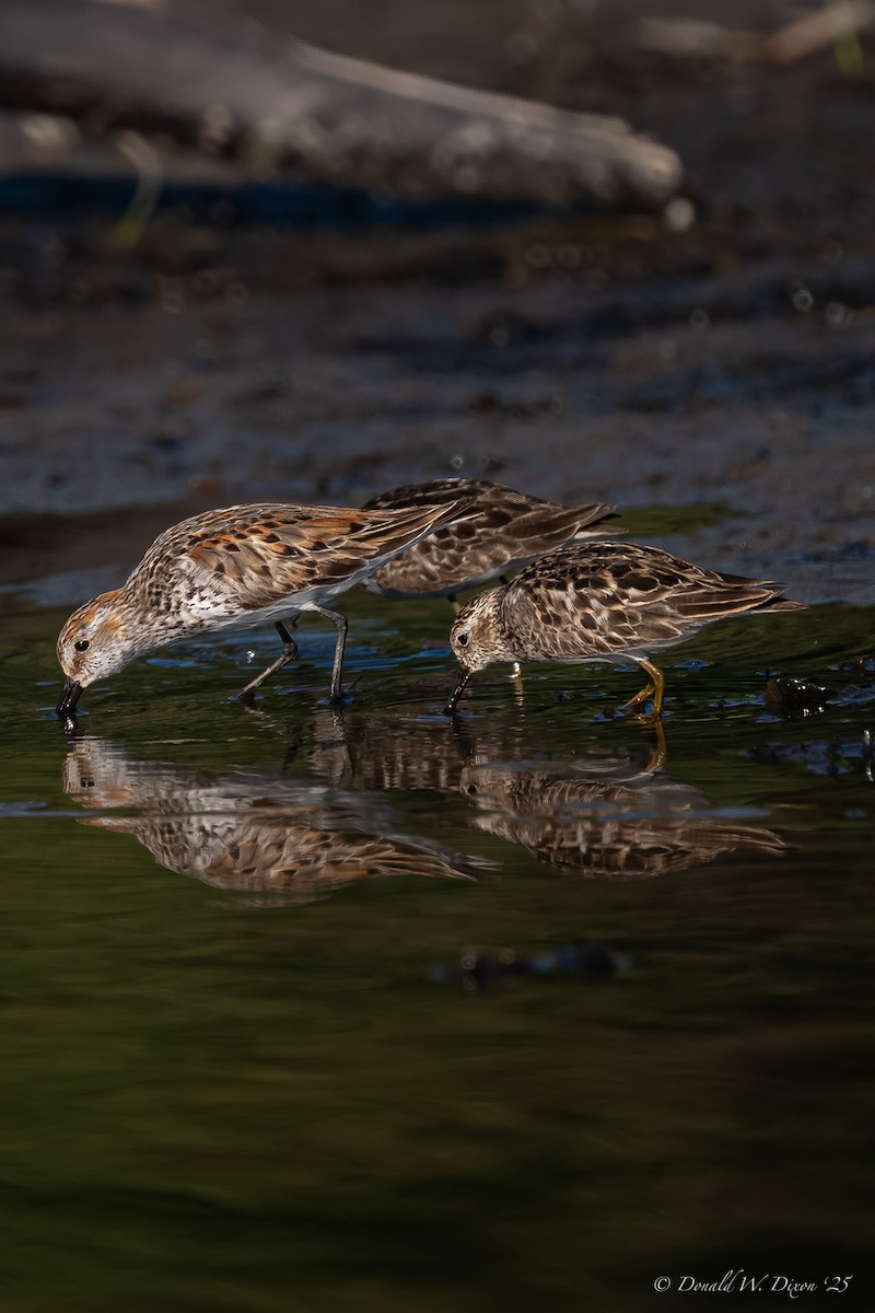 Western Sandpiper - ML639233669