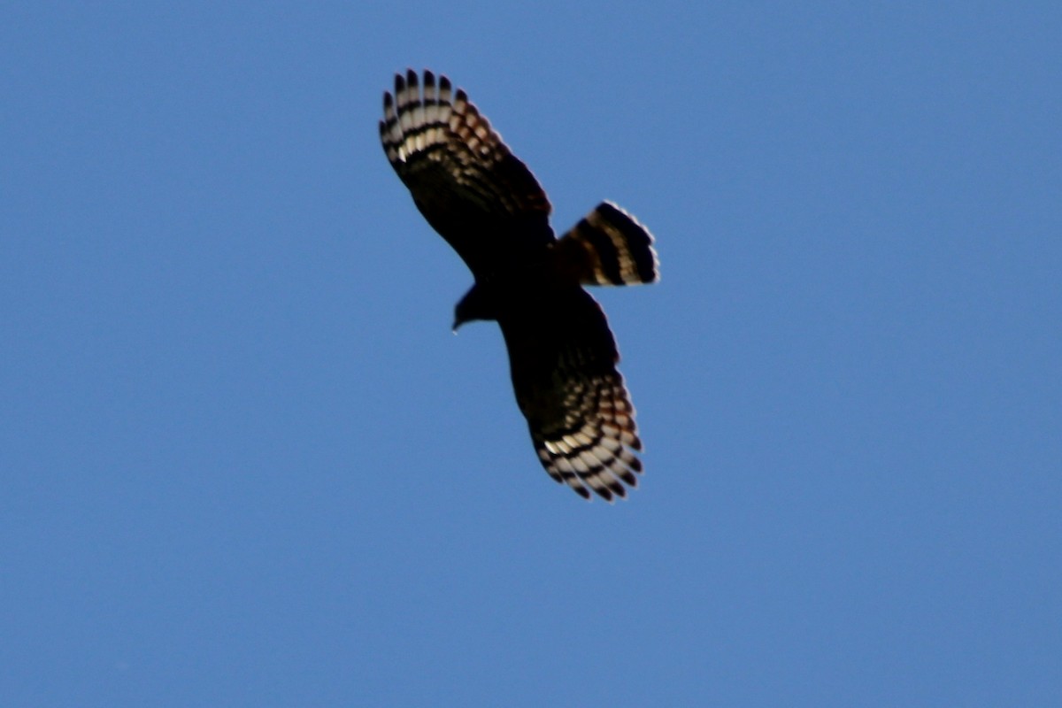 Hook-billed Kite (Hook-billed) - ML639233677