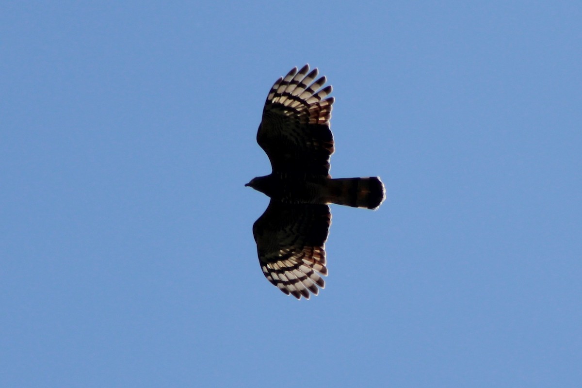 Hook-billed Kite (Hook-billed) - ML639233678