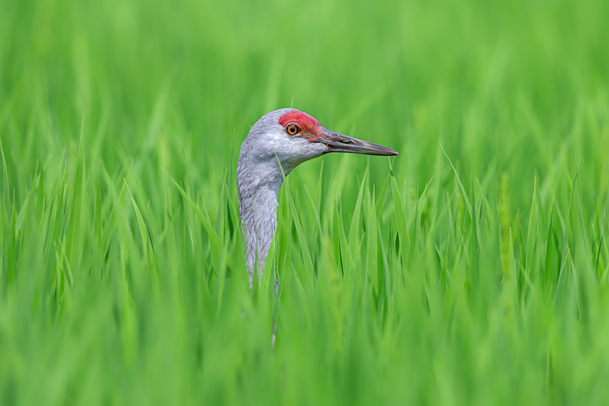 Sandhill Crane - ML639233680