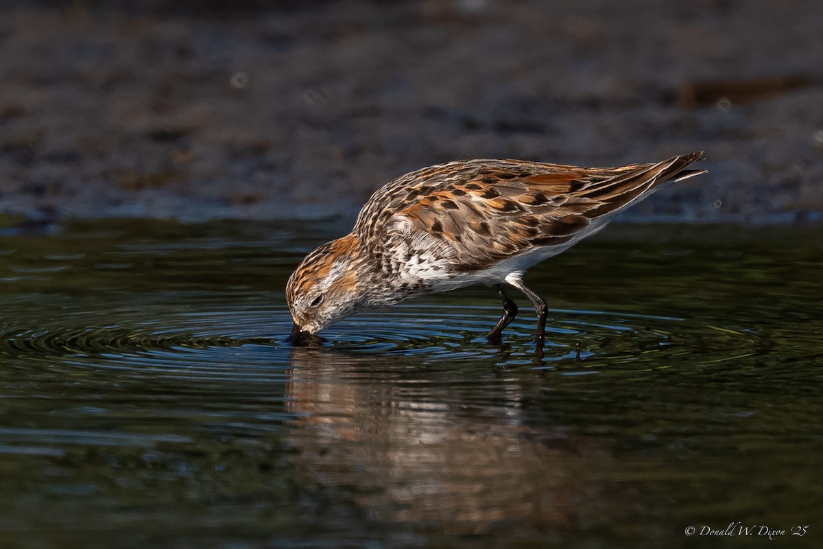 Western Sandpiper - ML639233681