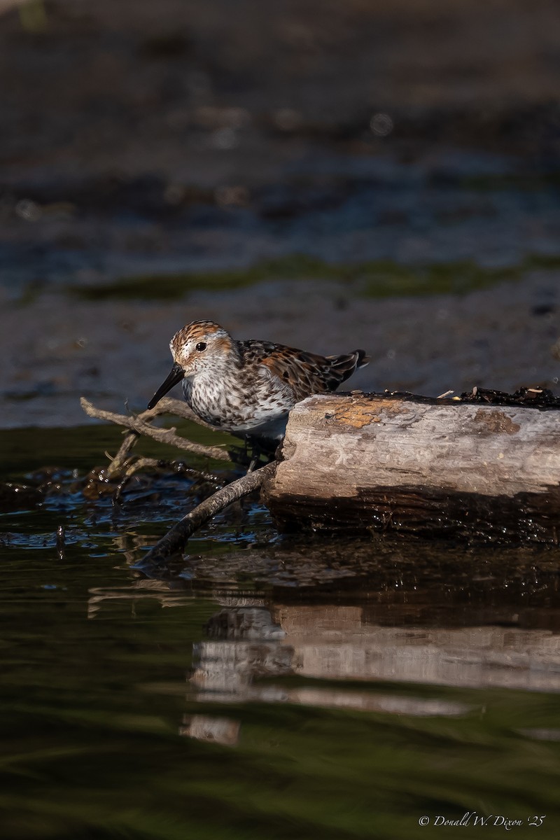 Western Sandpiper - ML639233682