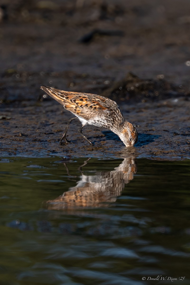 Western Sandpiper - ML639233683