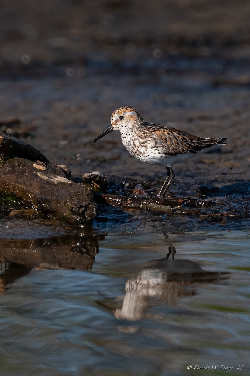 Western Sandpiper - ML639233684