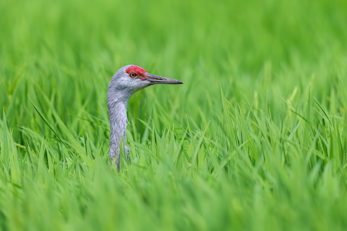 Sandhill Crane - ML639233691