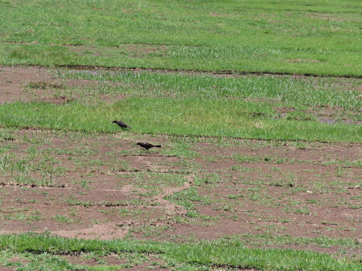 Greater Antillean Grackle - ML639233758