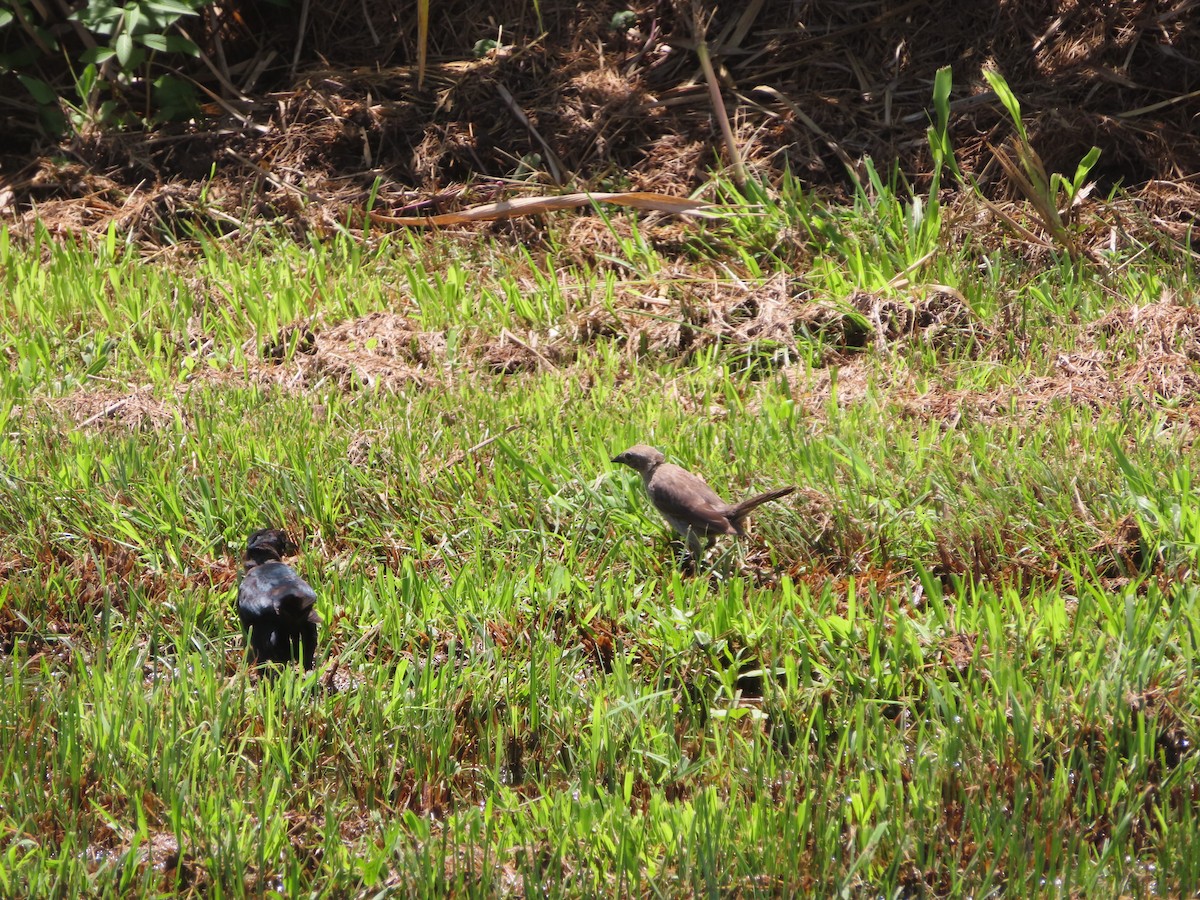 Greater Antillean Grackle - ML639233765
