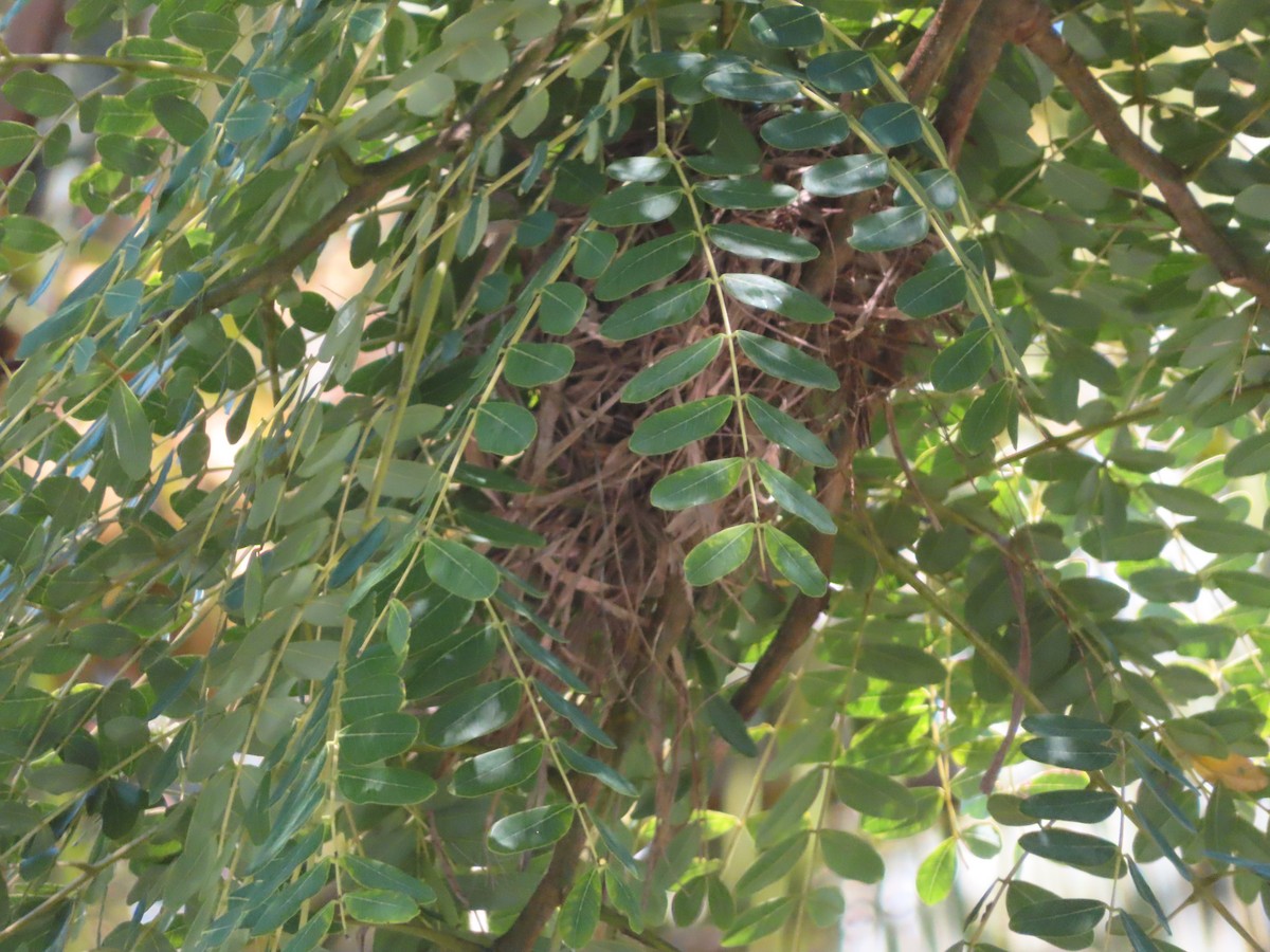 Bananaquit - ML639233811