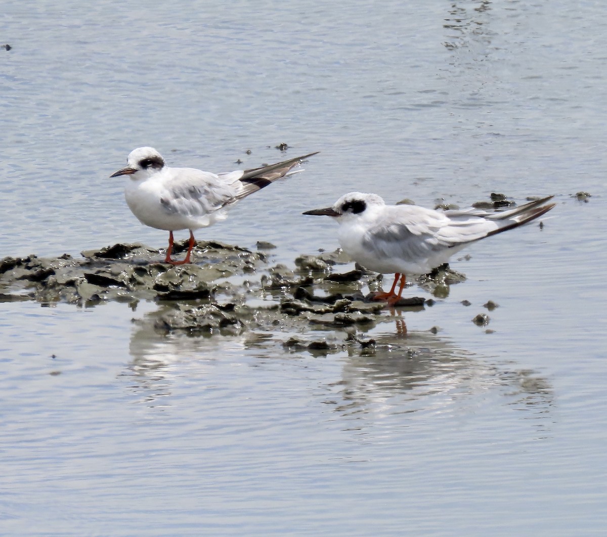 Forster's Tern - ML639233825