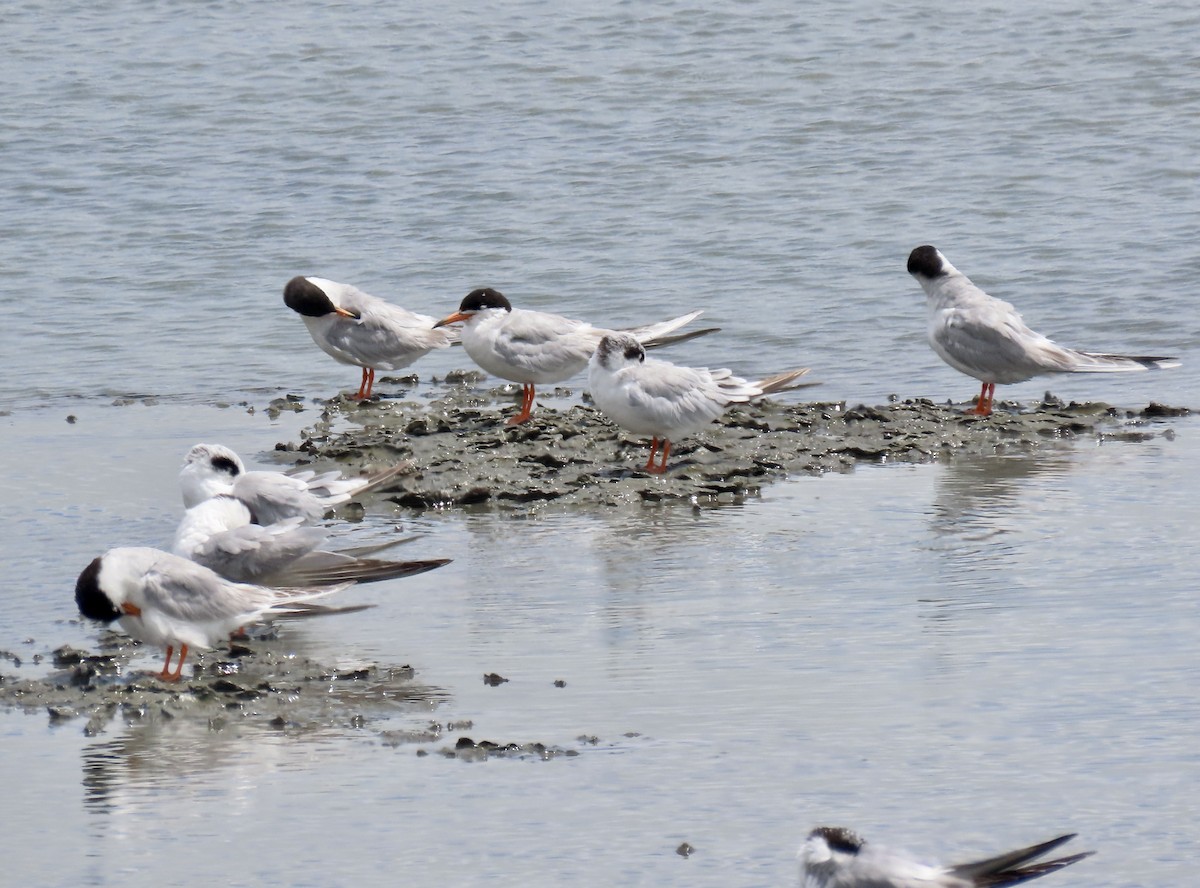Forster's Tern - ML639233826