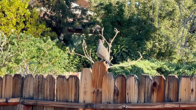 California Quail - ML639233834