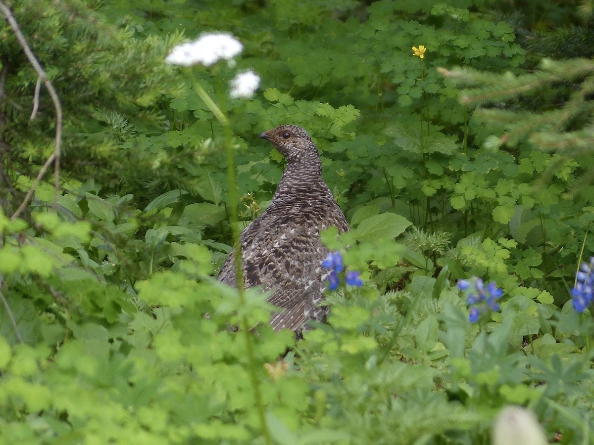 Sooty Grouse - ML639233840