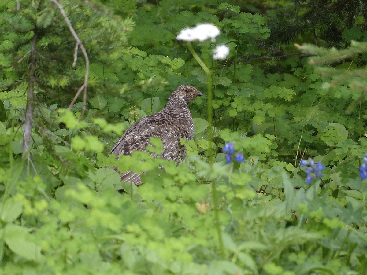 Sooty Grouse - ML639233841