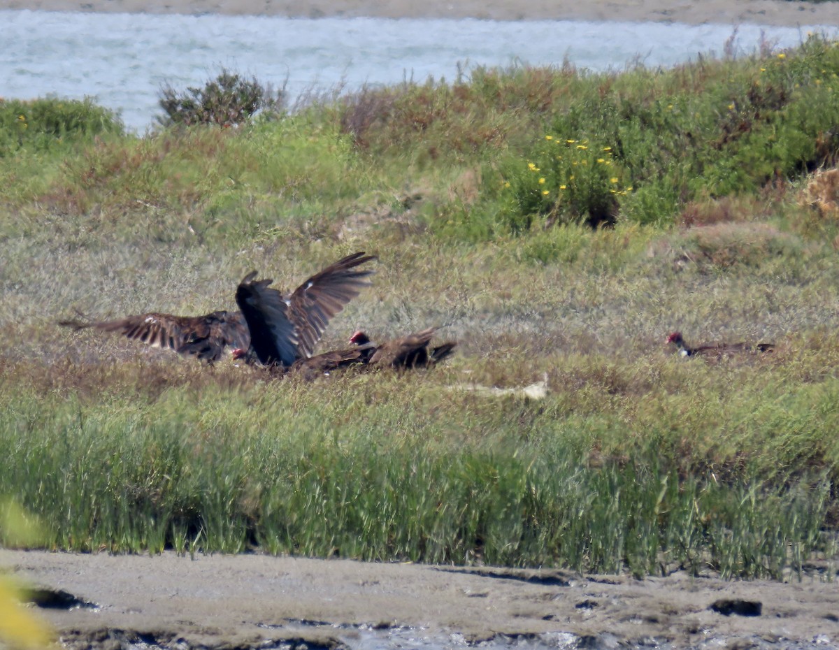 Turkey Vulture - ML639234156