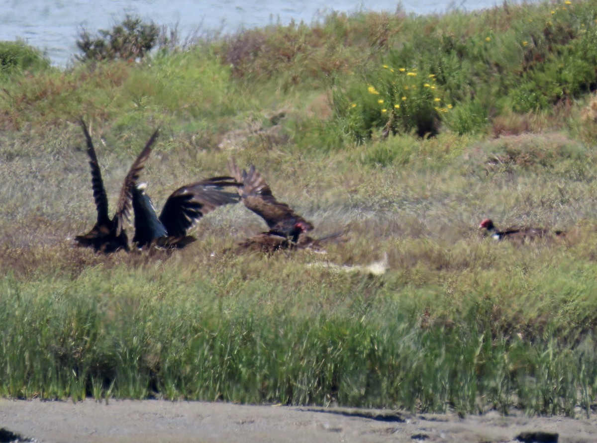 Turkey Vulture - ML639234157