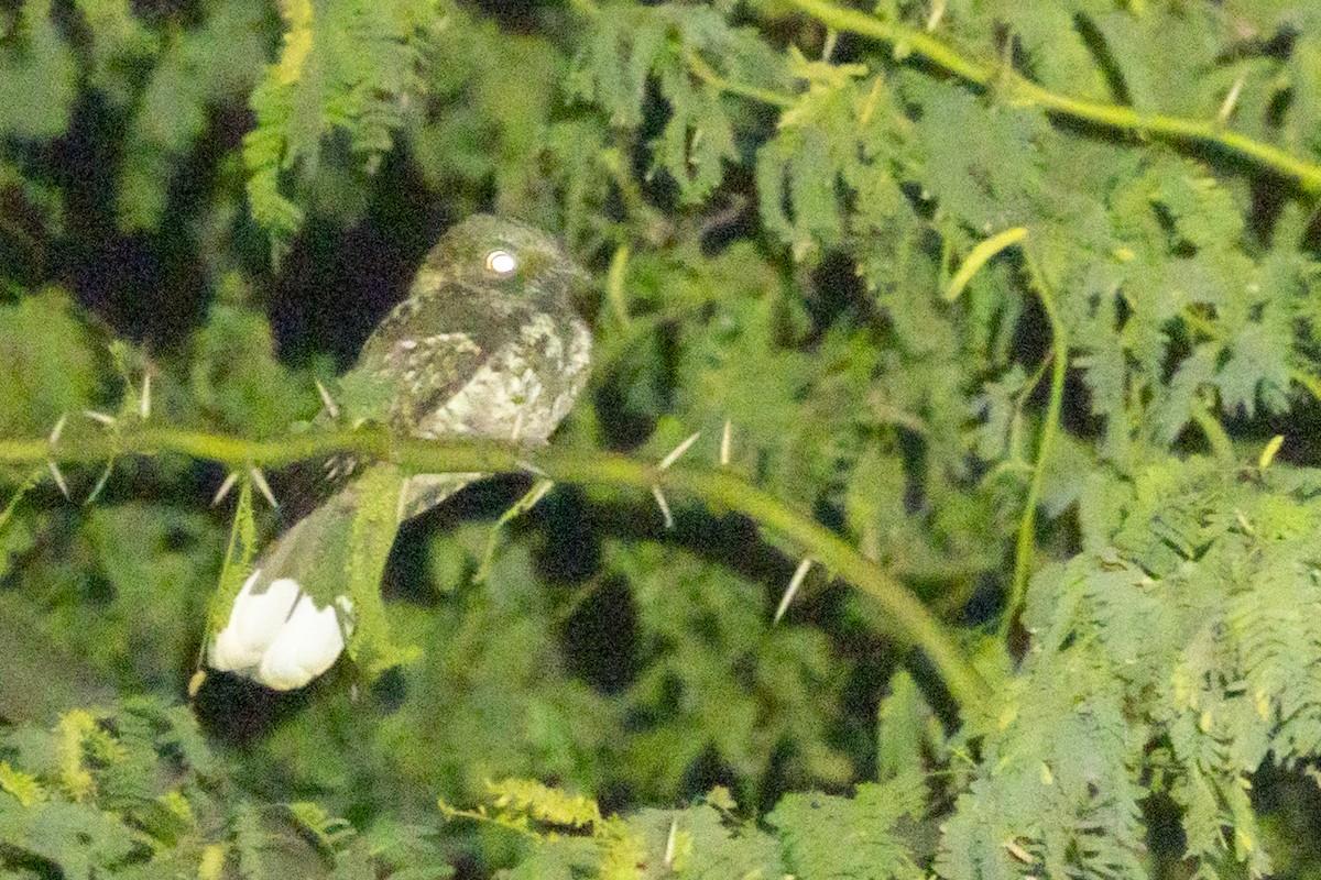 Puerto Rican Nightjar - ML639234318
