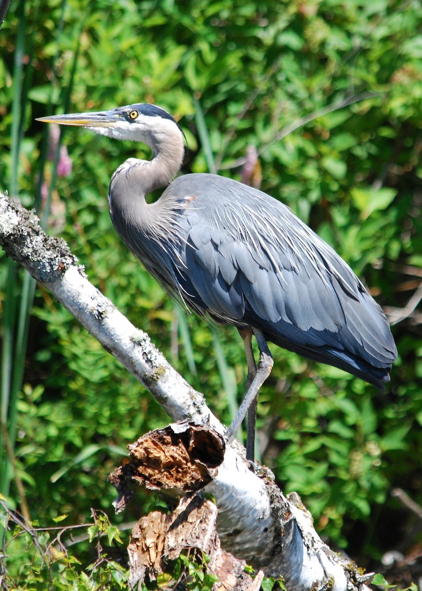 Great Blue Heron - ML639234340