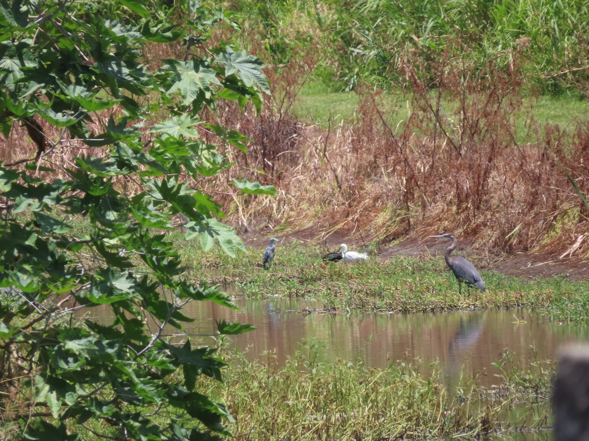 Great Blue Heron - ML639234455