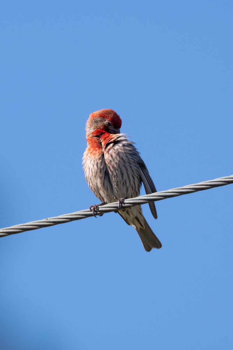 House Finch - ML639234462