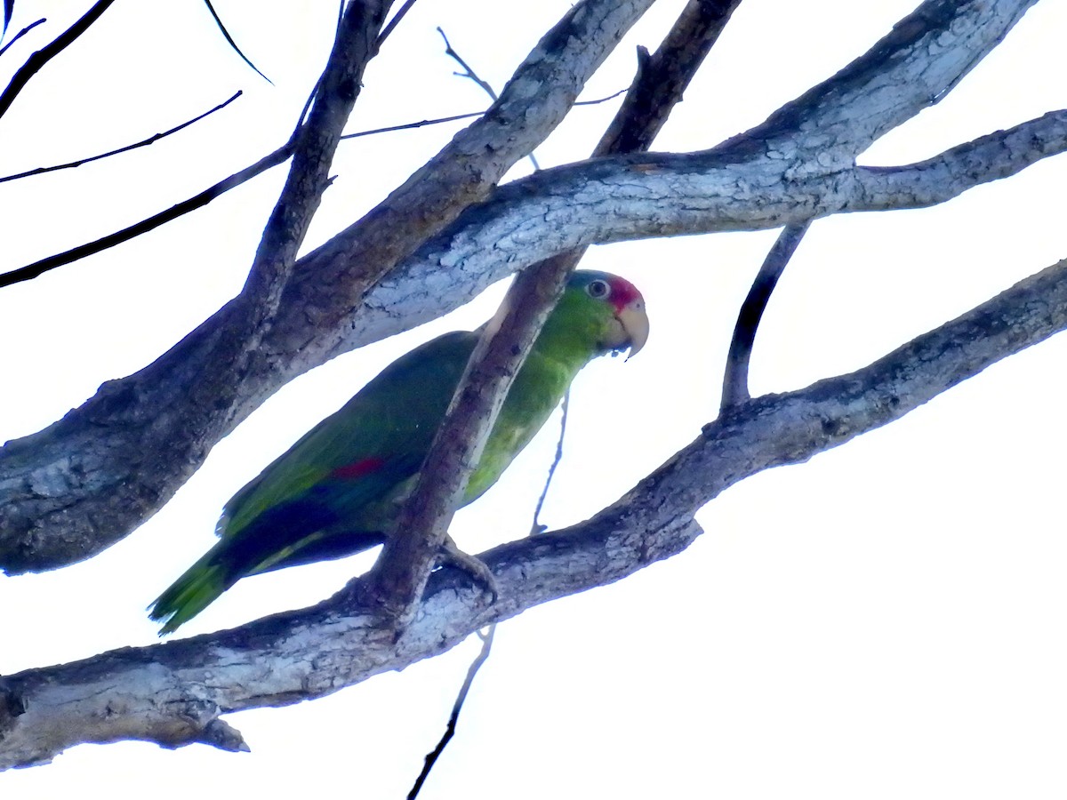 Amazone à joues vertes - ML639234477
