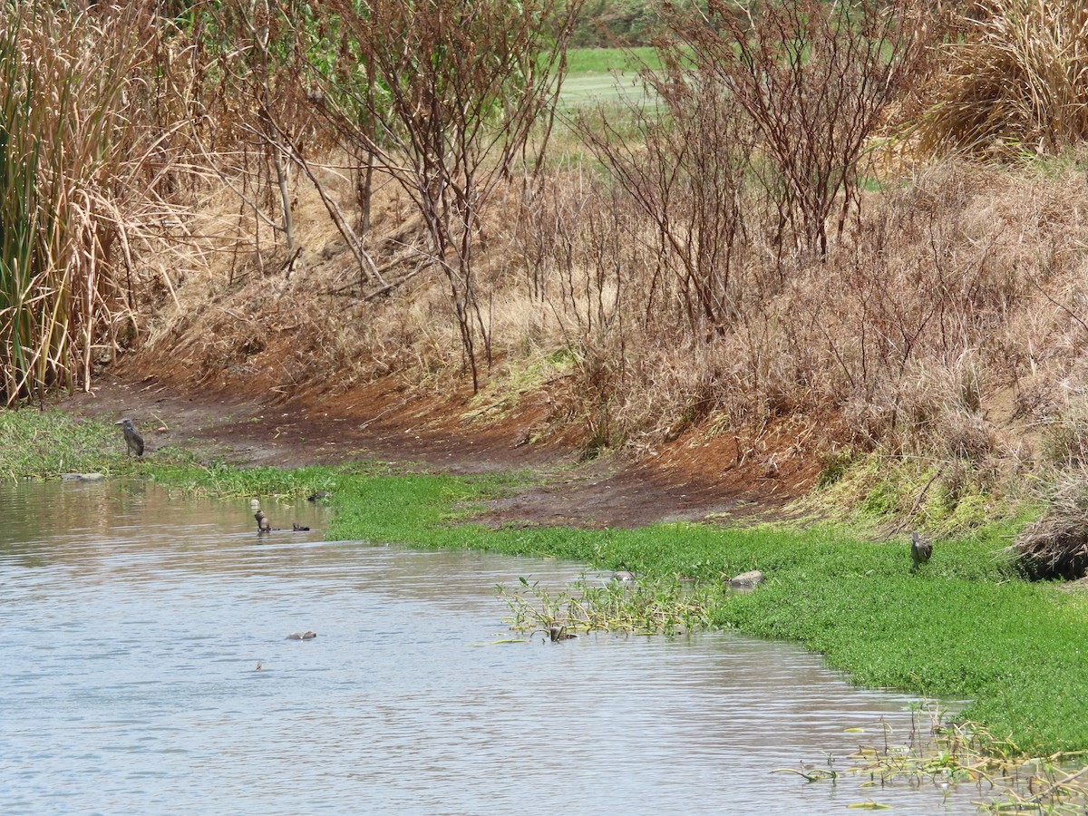 Yellow-crowned Night Heron - ML639234498