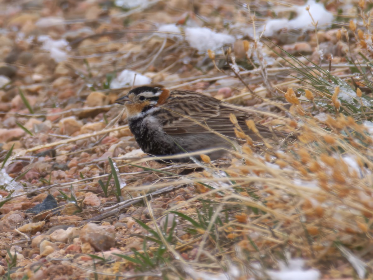Chestnut-collared Longspur - ML639234521