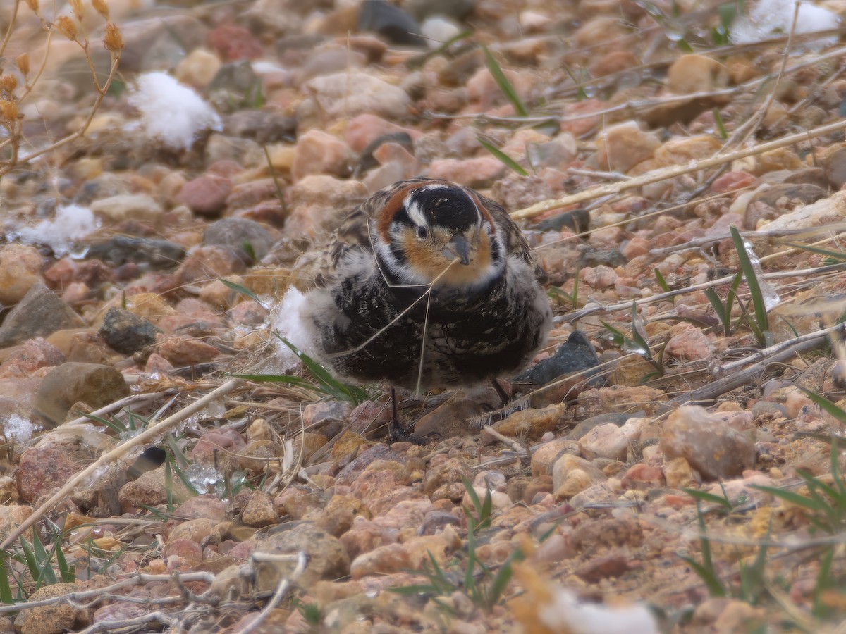 Chestnut-collared Longspur - ML639234522
