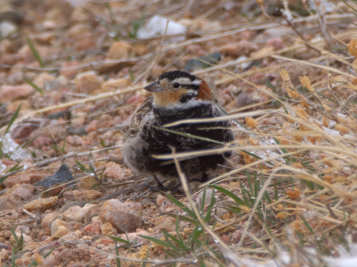 Chestnut-collared Longspur - ML639234523