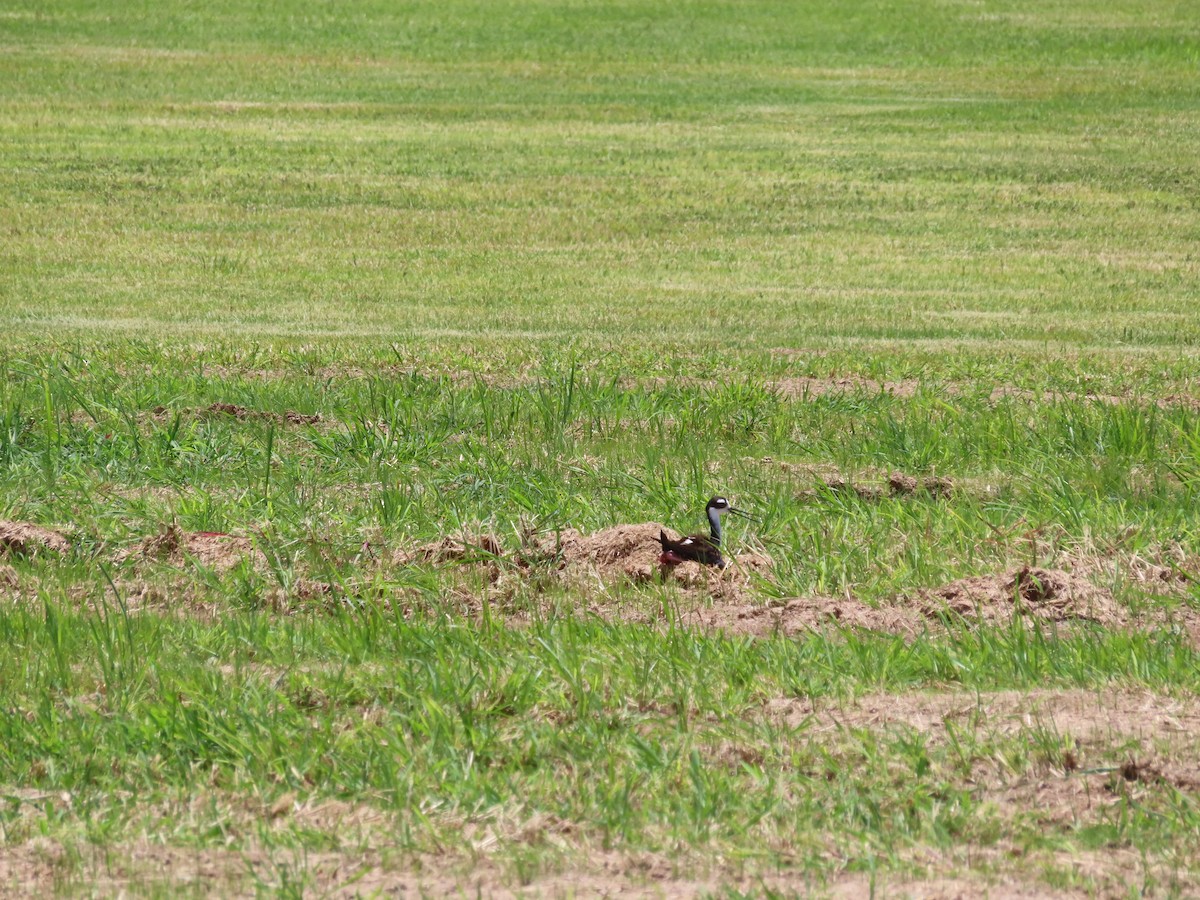 Black-necked Stilt - ML639234598