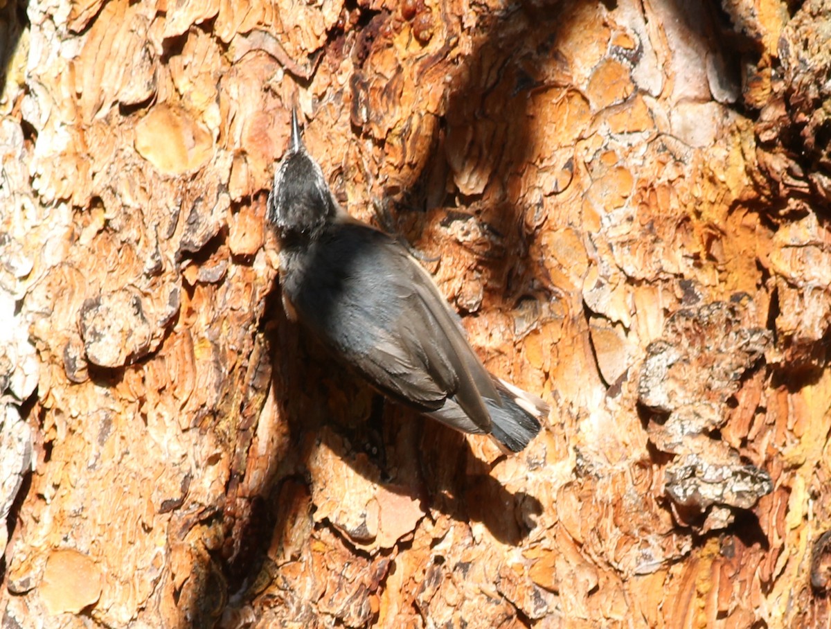 Mountain Chickadee - ML639234624