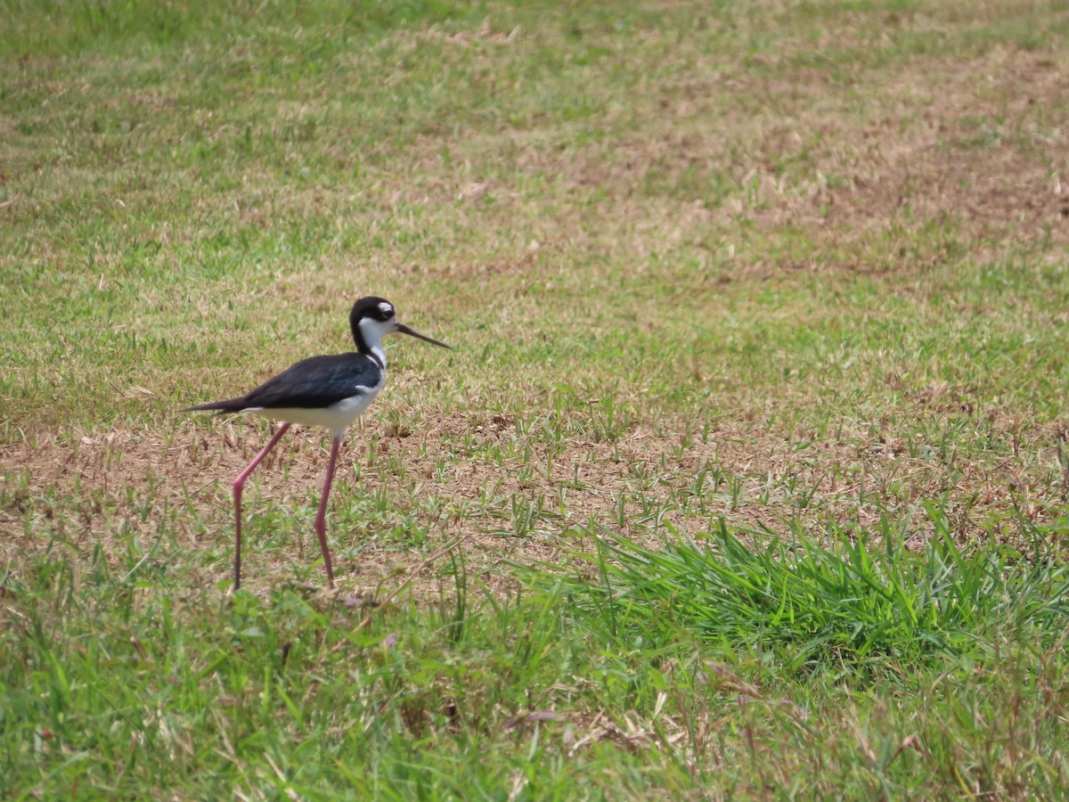 Black-necked Stilt - ML639234640