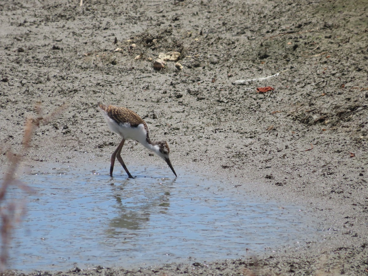 Black-necked Stilt - ML639234641