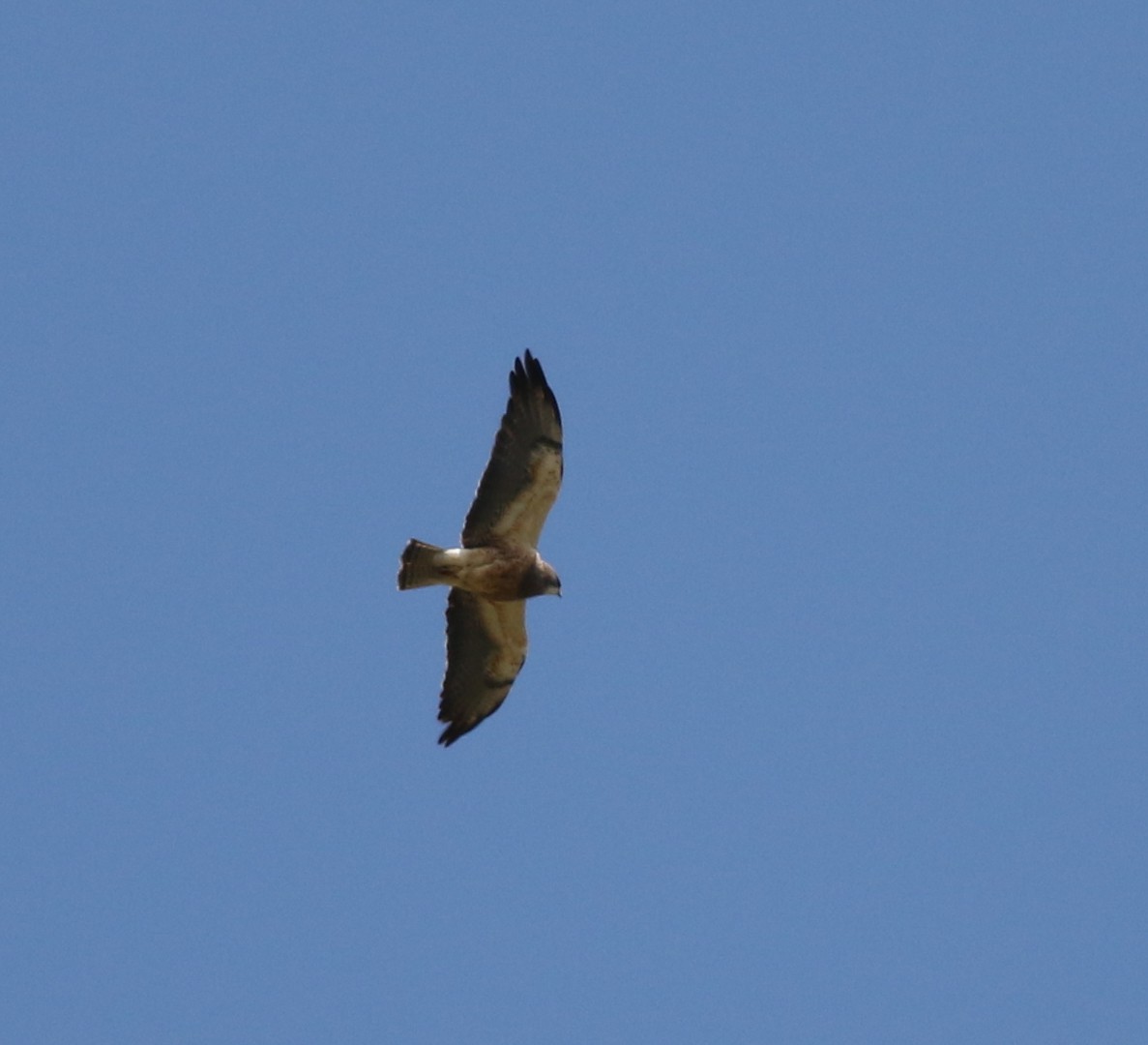 Swainson's Hawk - ML639234647