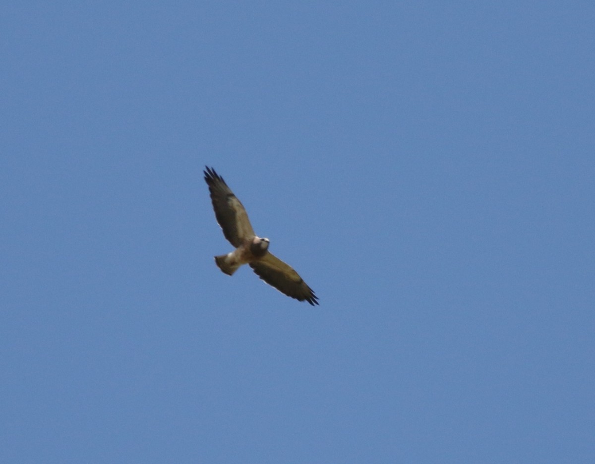 Swainson's Hawk - ML639234648