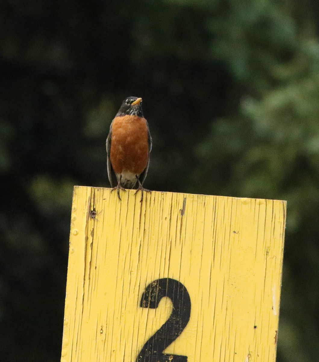American Robin - ML639234683
