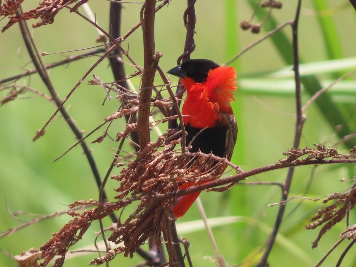 Northern Red Bishop - ML639234731