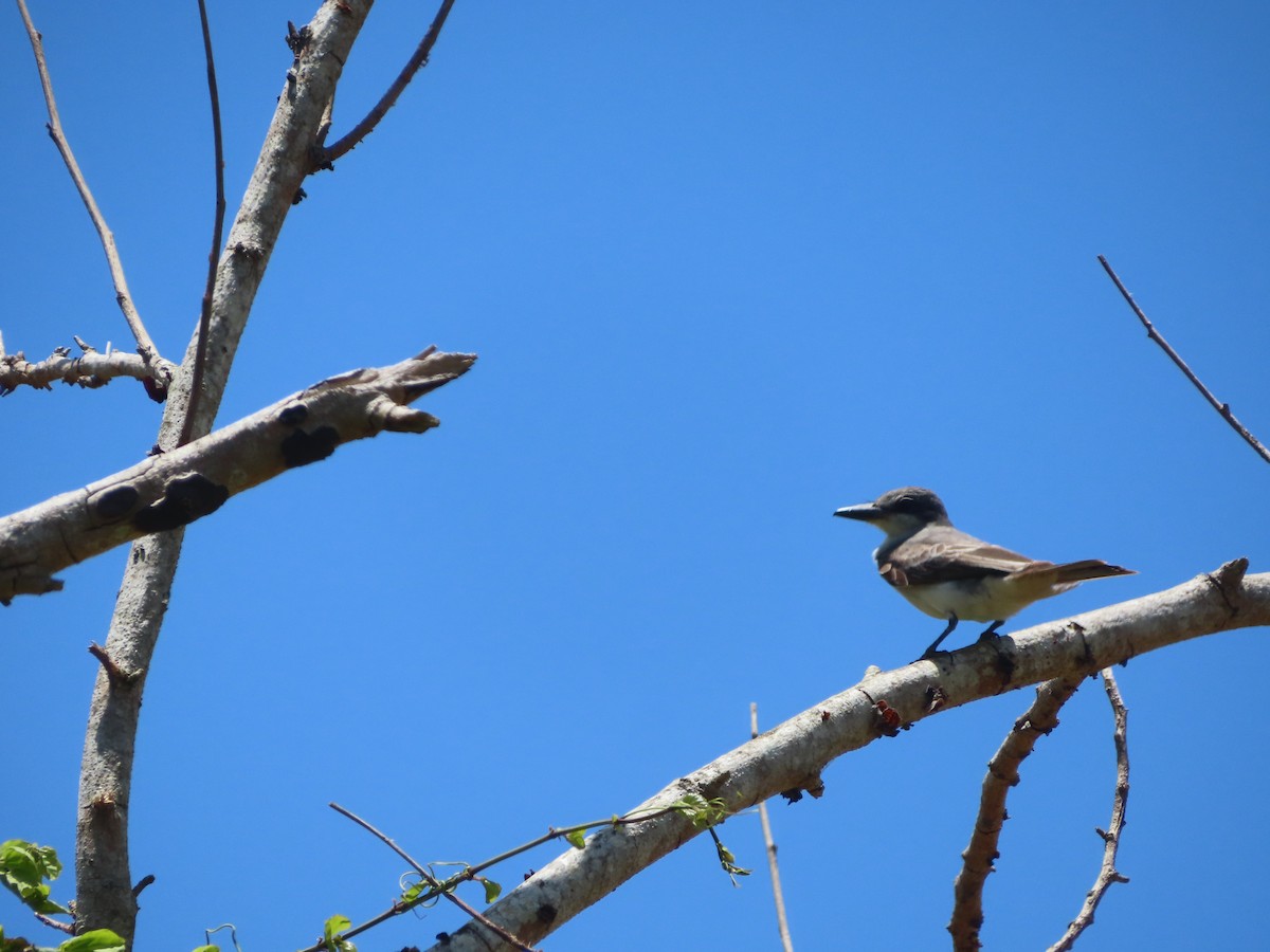 Gray Kingbird - ML639234791
