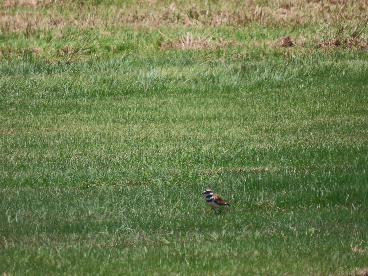 Killdeer - ML639234832