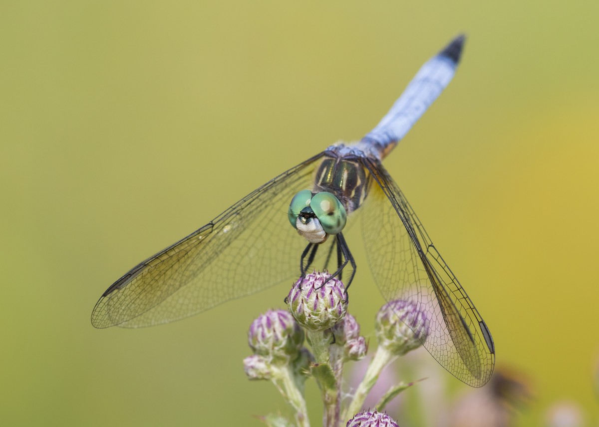 Blue Dasher - ML639234842