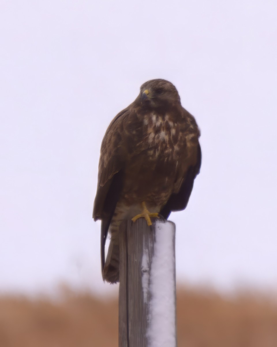 Swainson's Hawk - ML639234983