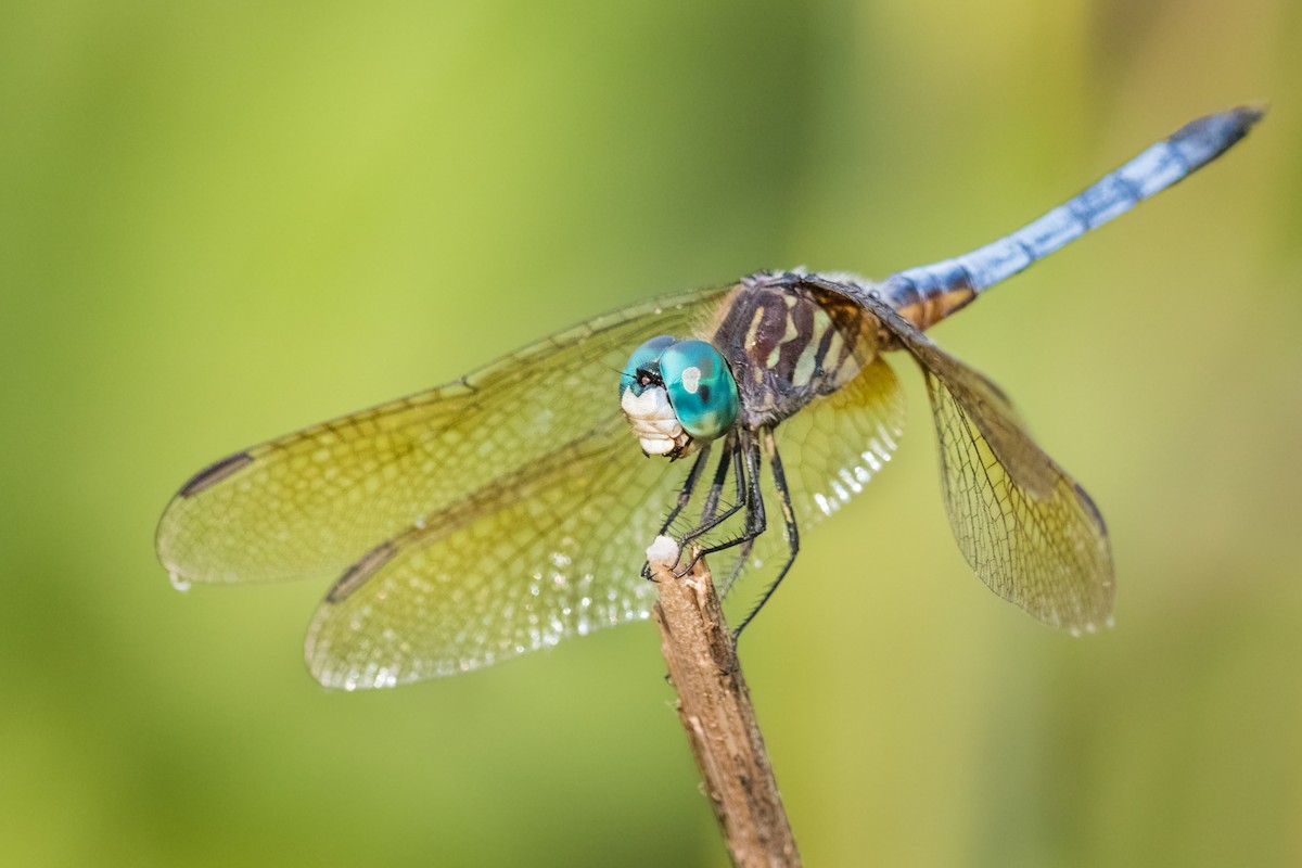 Blue Dasher - ML639235045