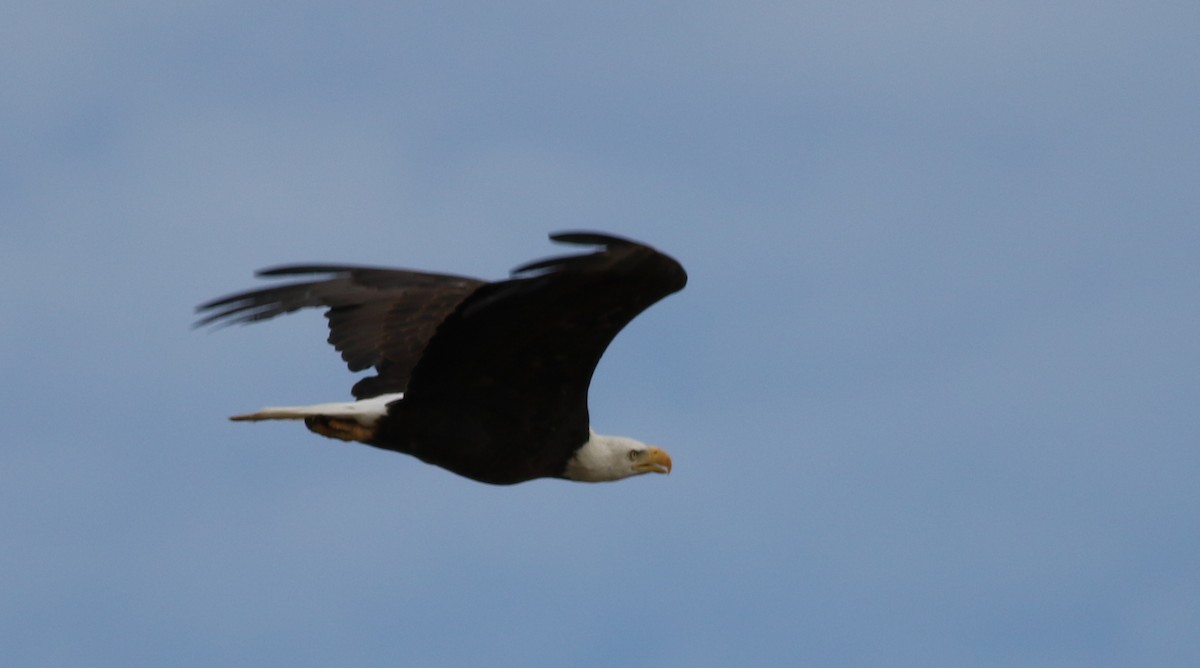 Weißkopf-Seeadler - ML639235094