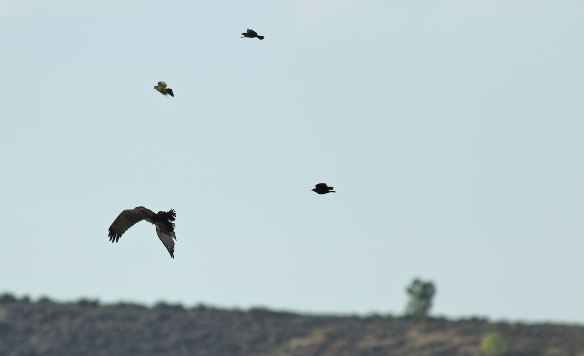 Rotschwanzbussard - ML639235099