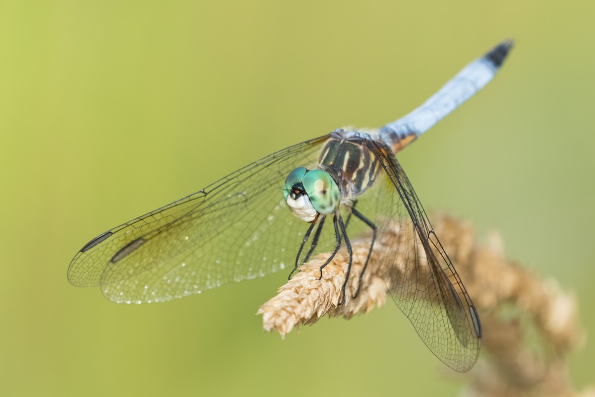 Blue Dasher - ML639235104