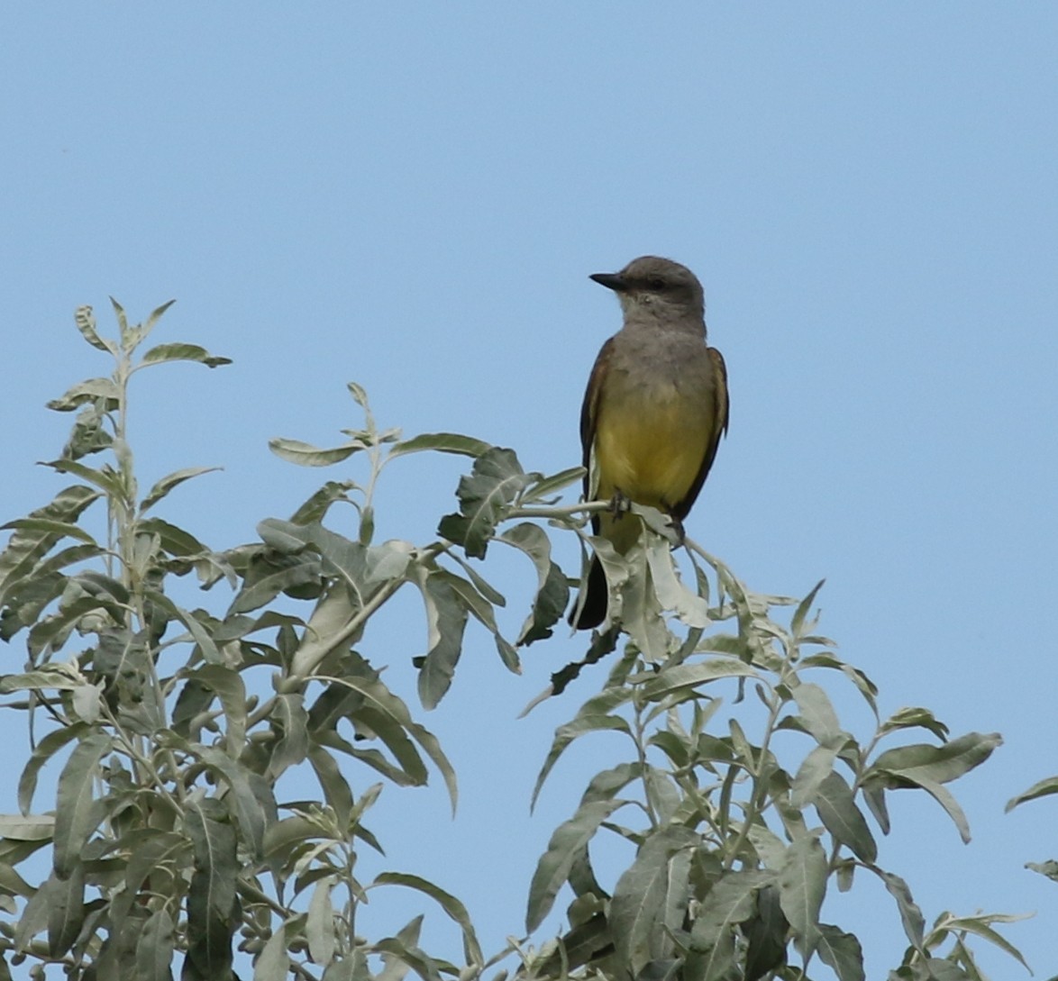 Schmalschnabel-Königstyrann - ML639235105